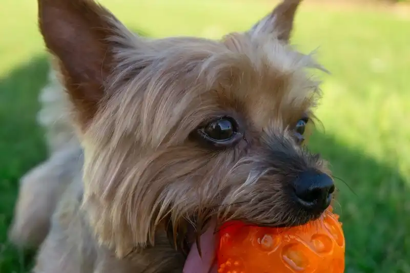 Yorkshire Terrier