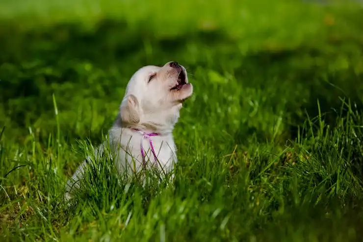 dog howl