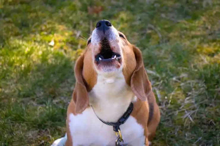 dog howl