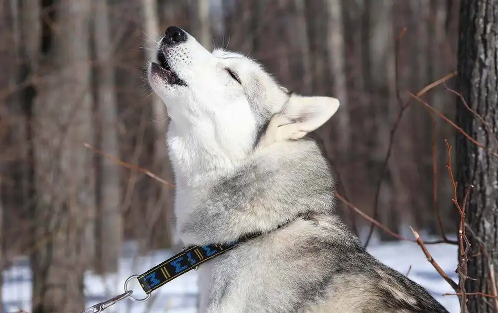 dog howl