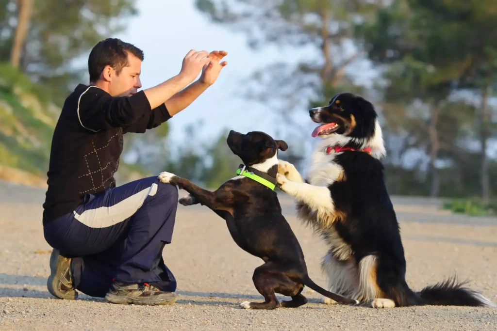 dog tricks