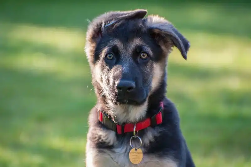 train a puppy