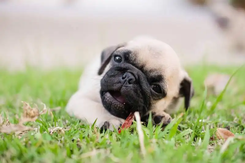 train a puppy
