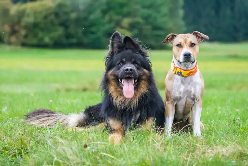 two dogs friends