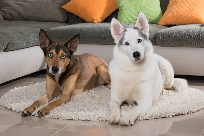 two dogs friends