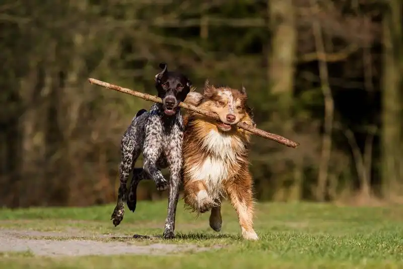two dogs friends