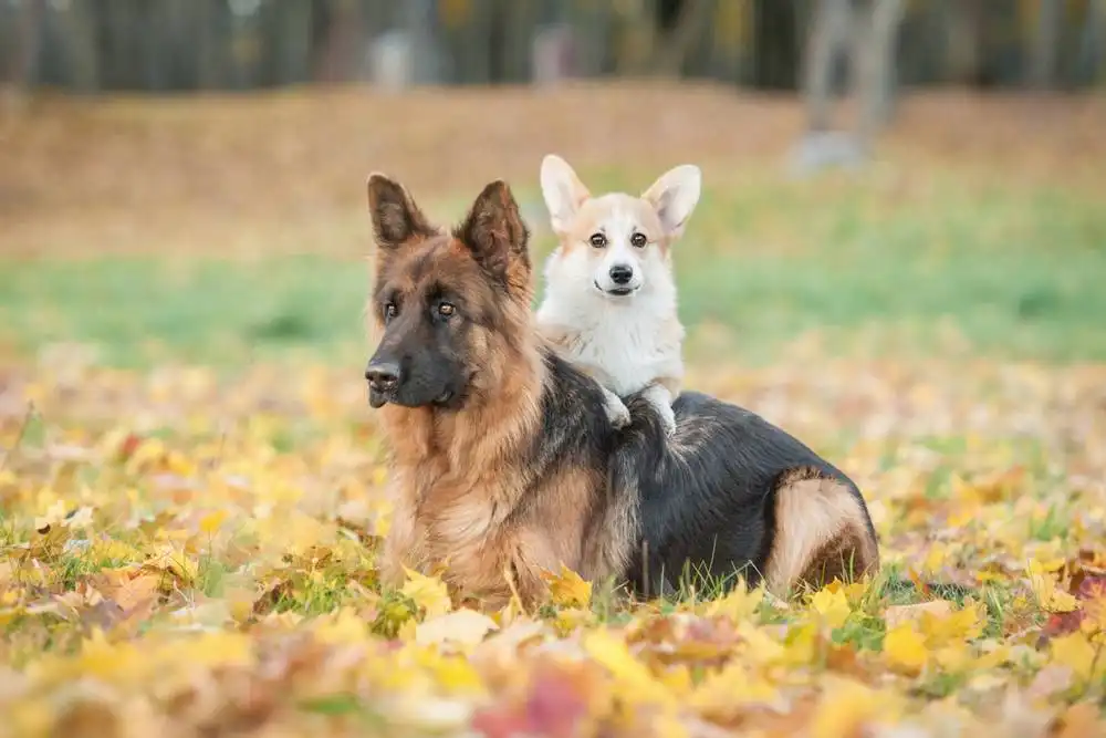 two dogs friends