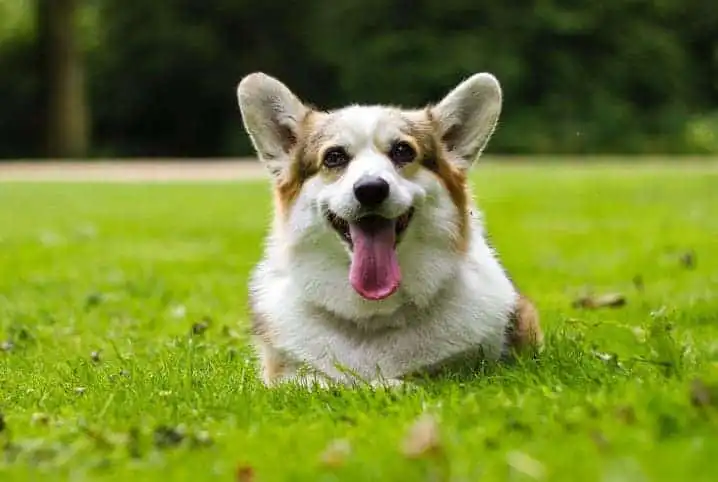 Allergic reaction in dogs