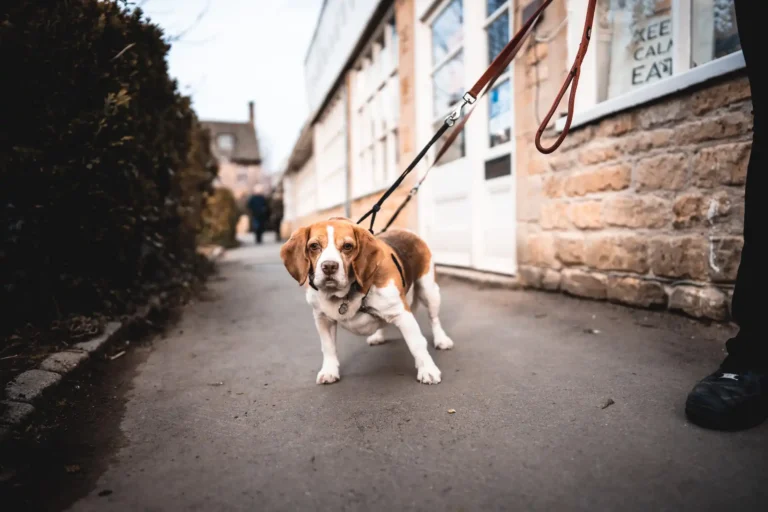 Dog pulls
