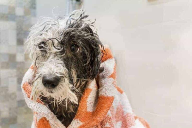How to bathe a dog