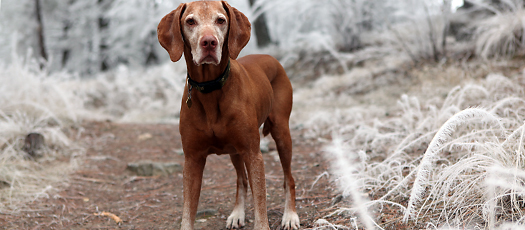 If your dog is overweight