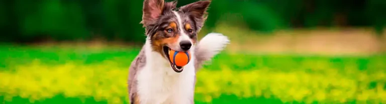 Keep your dog healthy longer