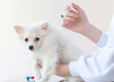 Puppy Vaccination Schedule