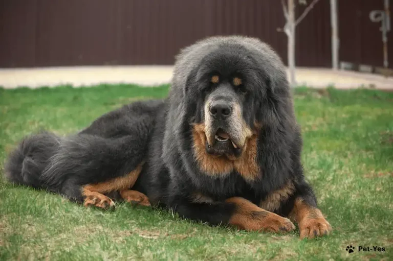 Tibetan Mastiff