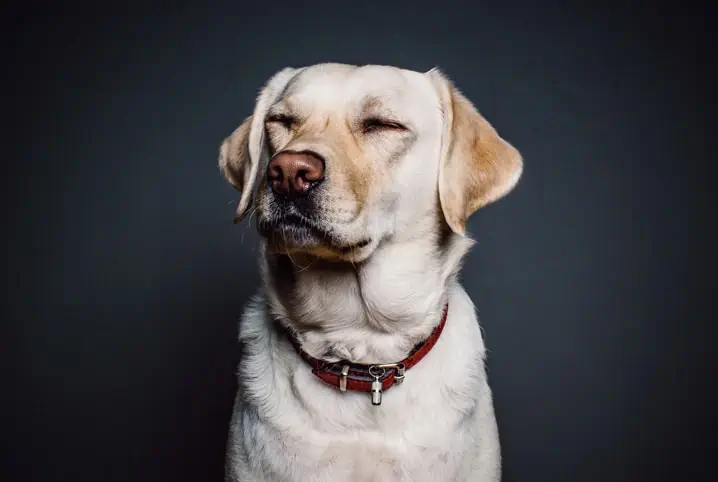 Tumor in a dog