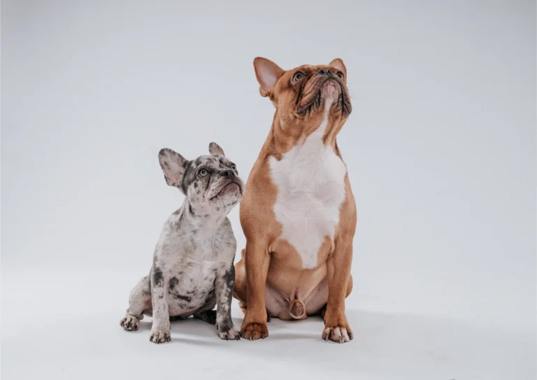 best food for French Bulldogs
