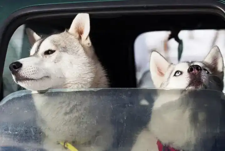 dog vomit in the car