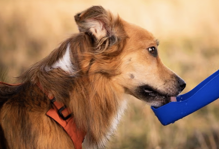 risks of dehydration in dogs