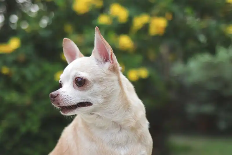 Chihuahua Dog Breed