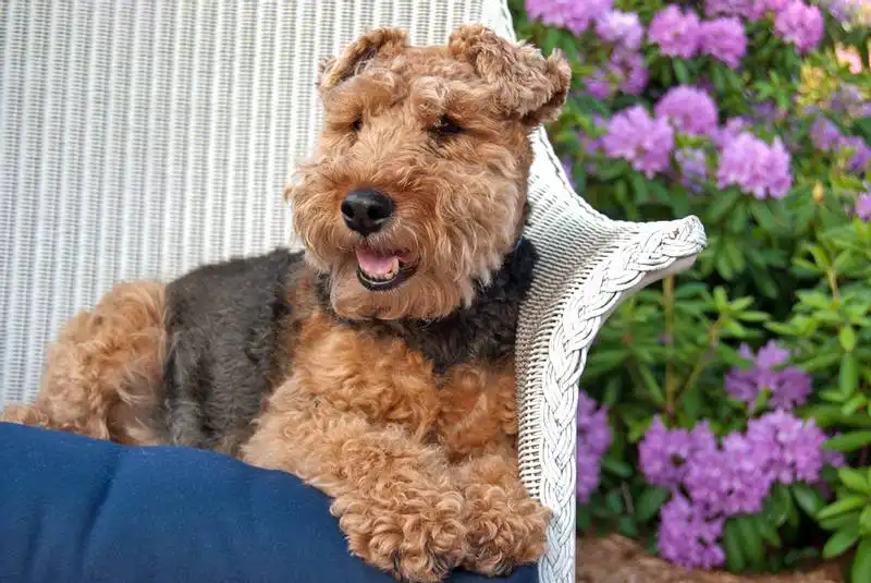 Welsh Terrier 