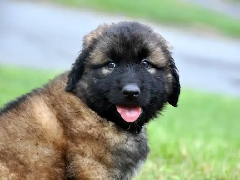 Estrela Shepherd Dog