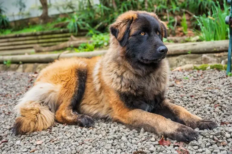 Estrela Shepherd Dog Breed Characteristics and Care