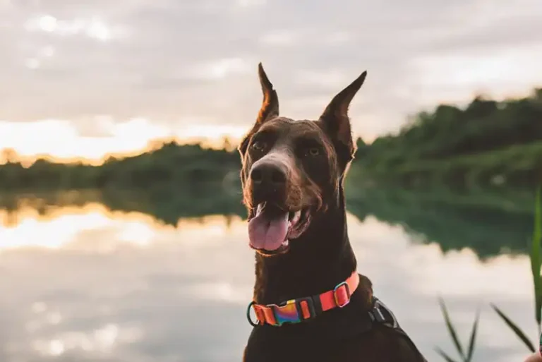 Doberman Pinscher Dog Breed Health and Care