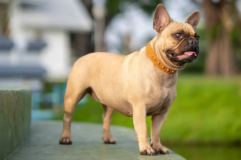 About French Bulldogs