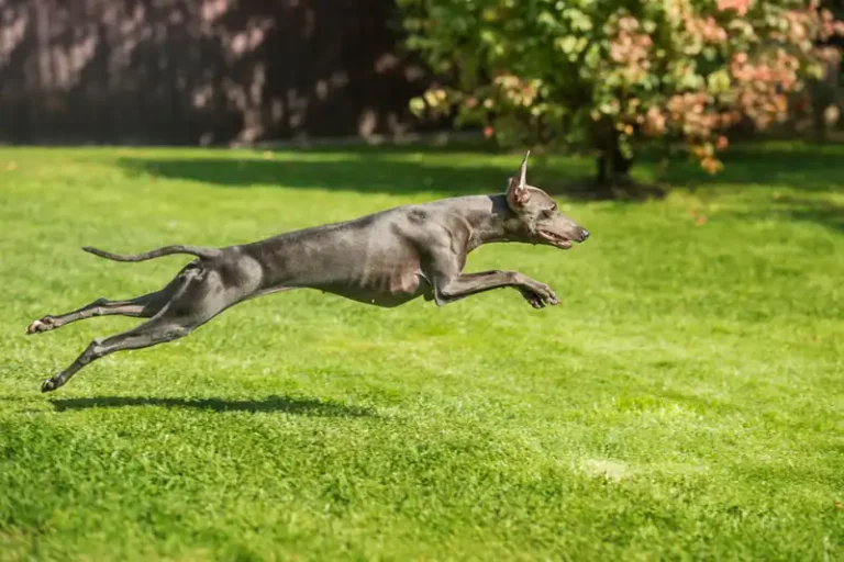 About Italian Greyhounds