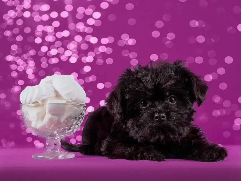 Affenpinscher