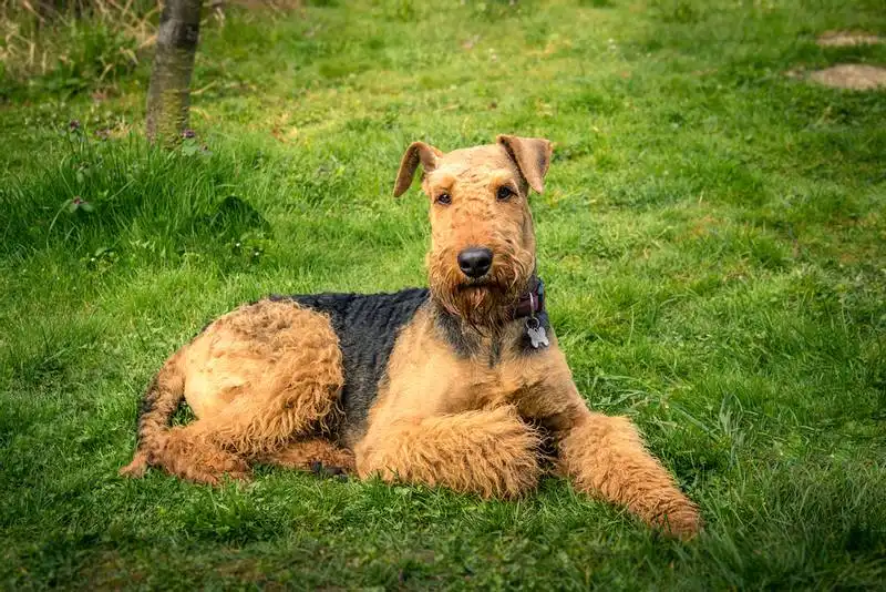Airedale 