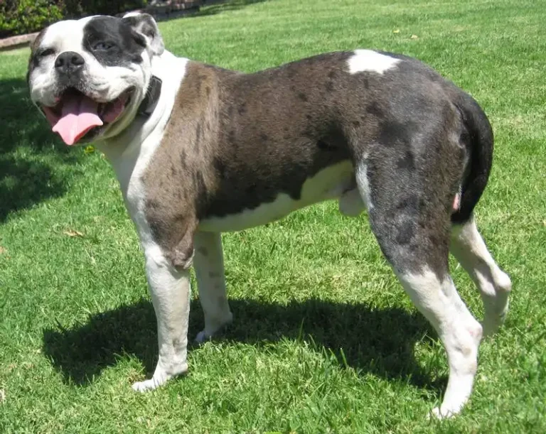 Alapaha Bulldog Breed