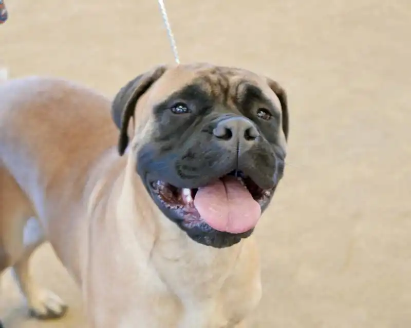 American Mastiff Dog