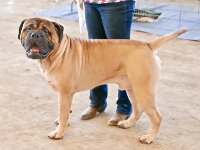 American Mastiff Dog