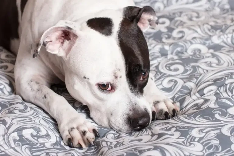 American Staffordshire Terrier