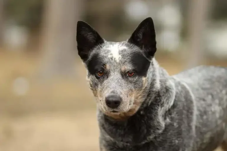 Australian Cattle Dog