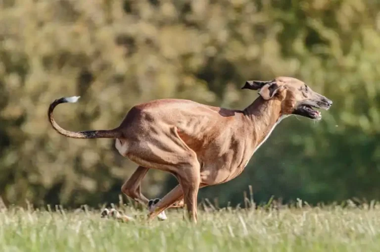 Azawakh African Greyhound