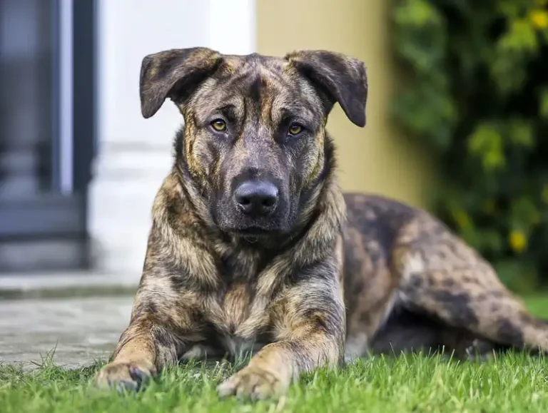 Azorean Shepherd Dog