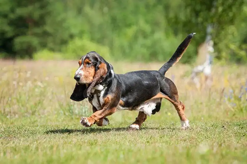 Basset Hound 