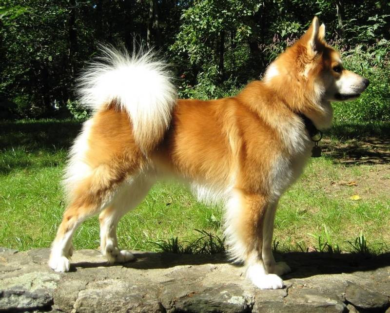 Batak Spitz