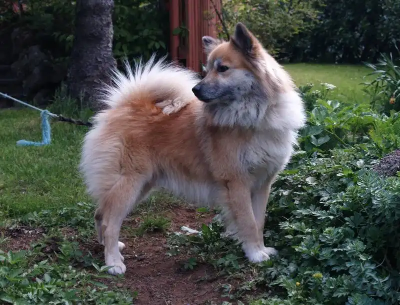 Batak Spitz