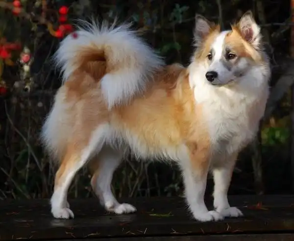 Batak Spitz
