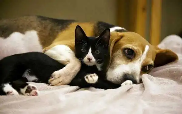 Beagle