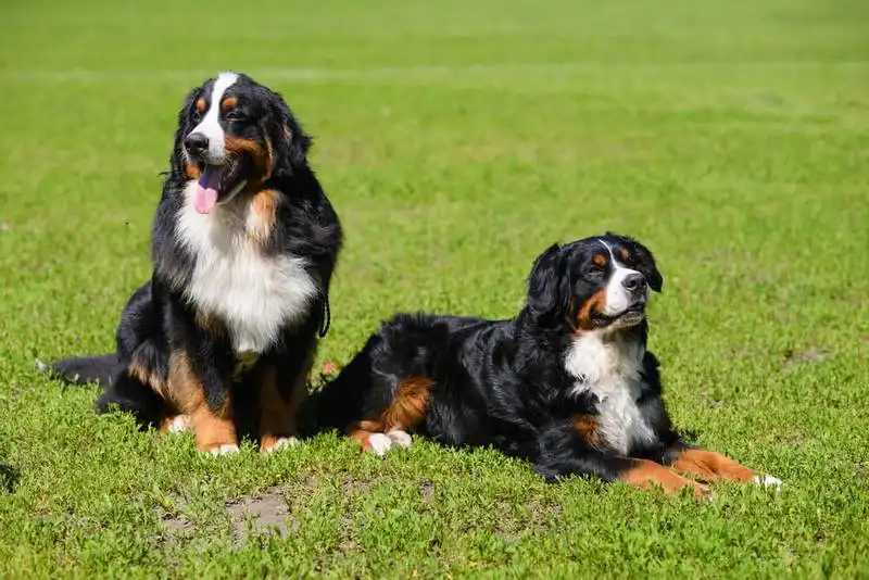 Bernese Mountain Dog 
