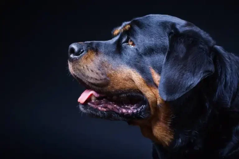 Best Dog Breeds