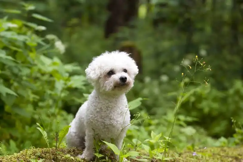 Bichon Frise 