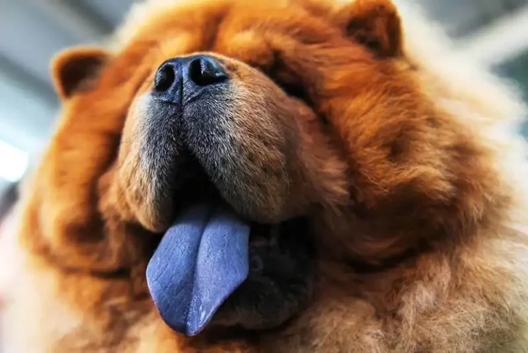 Blue tongue