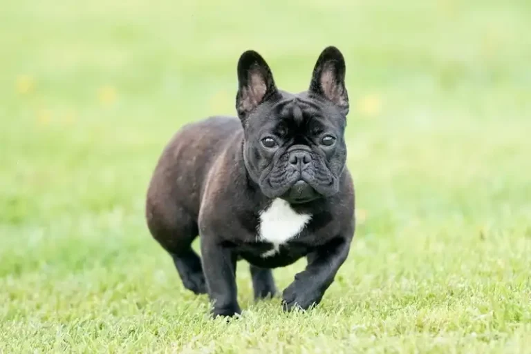 Boston Terrier and French Bulldog