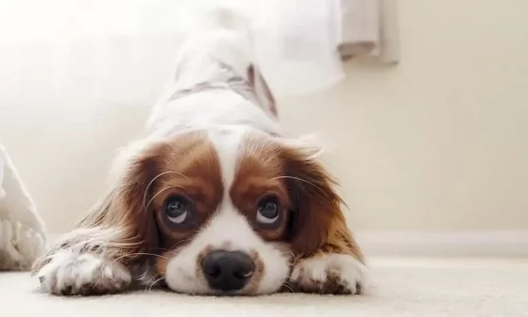 Breast Cancer in Dogs