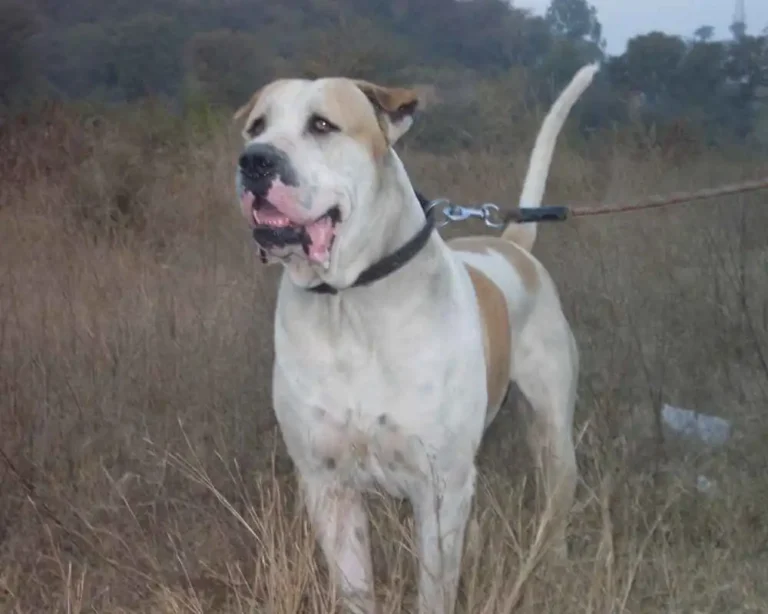 Bully Kutta